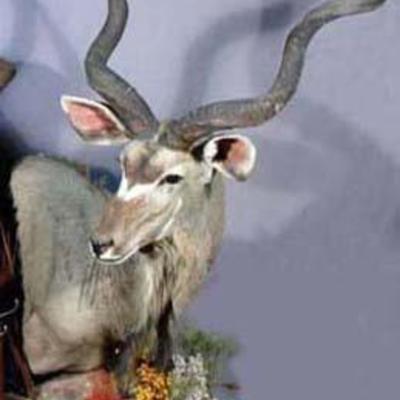 African Kudu Mount