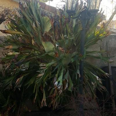 Massive Stag horn fern!