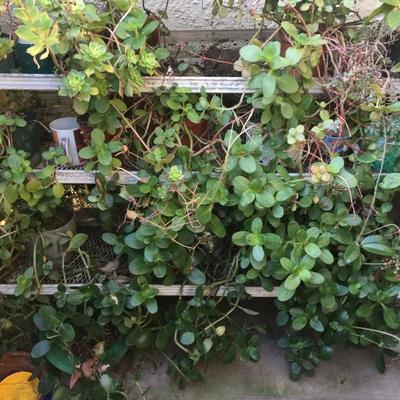 PLANTS!