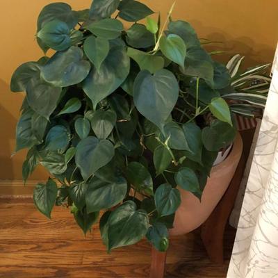  Family Heritage Estate Sales, LLC. New Jersey Estate Sales/ Pennsylvania Estate Sales. Plants.