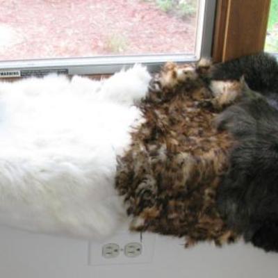 animal pelts 