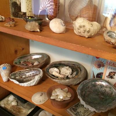 Shells and rocks.