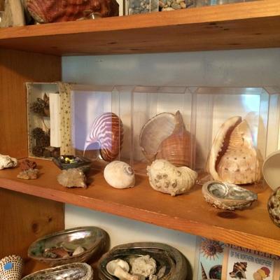 Large shells.