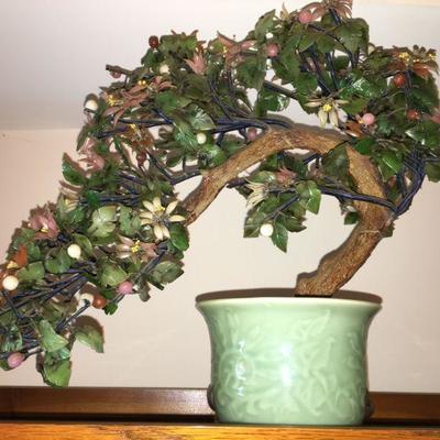 Jade Bonsai Tree