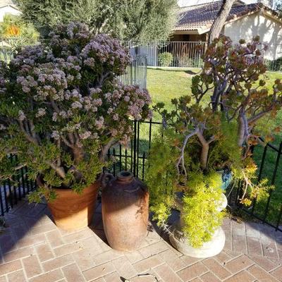 Great selection of large succulents 