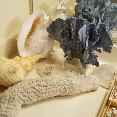 Coral pieces