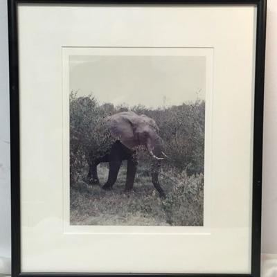 Elephant Original Photograph Framed WN7059 14.5" W X 16.5" T https://www.ebay.com/itm/123726112199