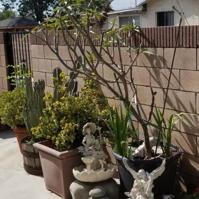 Several large plumeria and other cactus