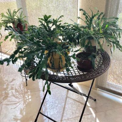 Many live plants at this sale