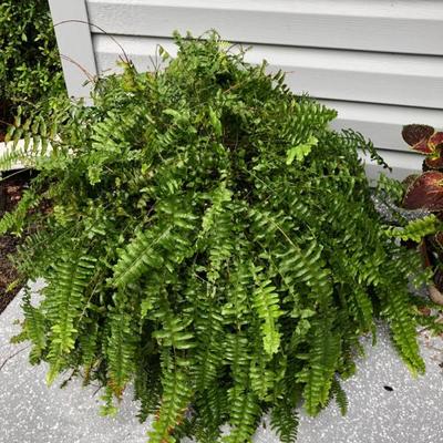 Large live fern