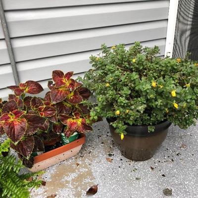 Nice selection pf potted plants