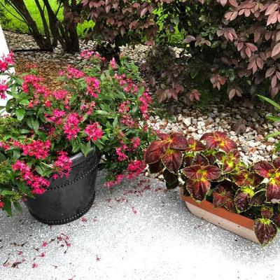 Flowering potted plants