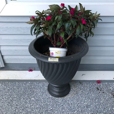 Live Plants and pots