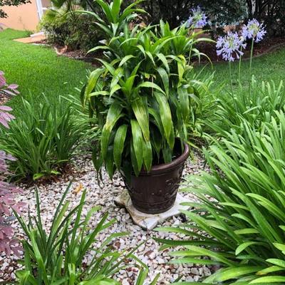 Healthy potted plants
