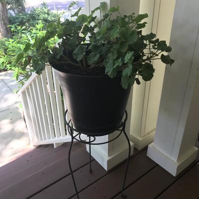 Plant stand $15
plant $10 SOLD
