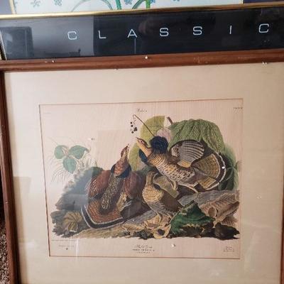 Audobon print