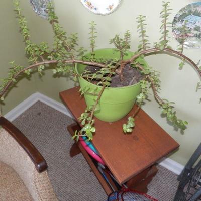 LIVE PLANTS