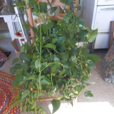 LIVE PLANTS