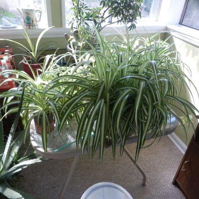 LIVE PLANTS