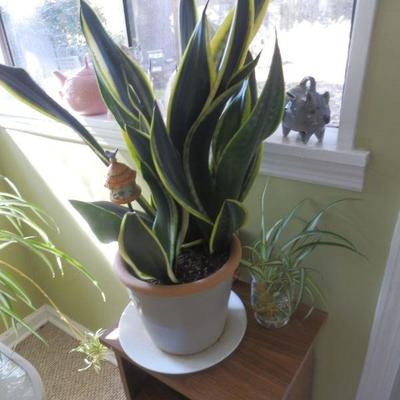 MOTHER IN LAW'S TONGUE LIVE PLANT