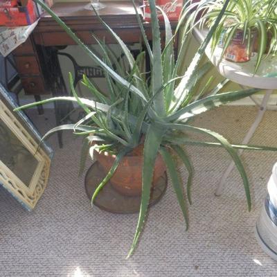 ALOE LIVE PLANT