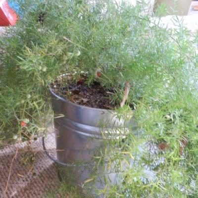 LIVE PLANTS
