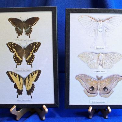Lot 70: 2 Mounted Butterfly Displays $60