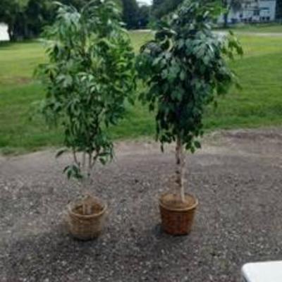 2 fake trees in wicker baskets