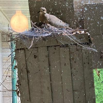 She is nesting. I left her sunflower seeds and water. For her, either a major stress event or like watching a movie, with free popcorn...