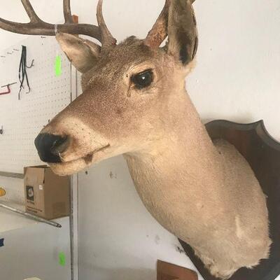 Whitetail Mounted Deer Head