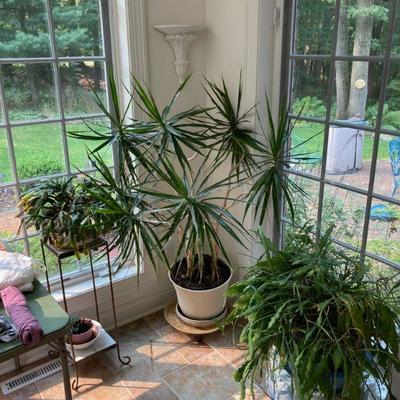Live plants