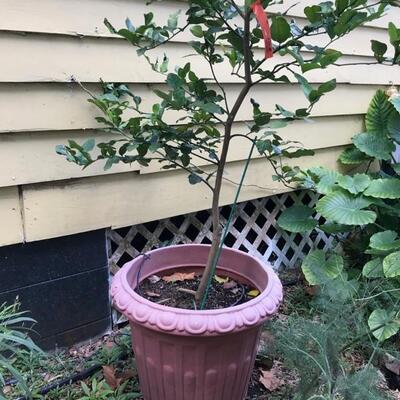 planter with plant $50