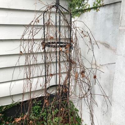 Trellis $60