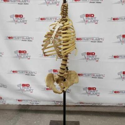 #2014 â€¢ Stitched Skeleton by Ron Pippin