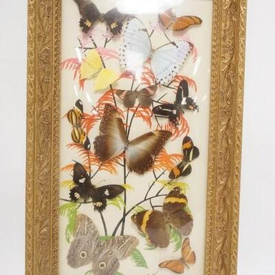 1095	REAL BUTTERFLY COLLAGE W/ PAINTED BACKGROUND IN AN ORANTE GOLD FRAME W/ CONEX GLASS SIGNED IN PENCIL RIO DE JANEIRO 13 1/2 X 23 IN...