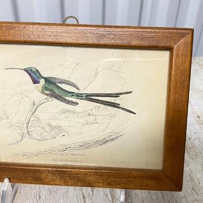Antique Hummingbird Prints - Great Collection To Choose From
