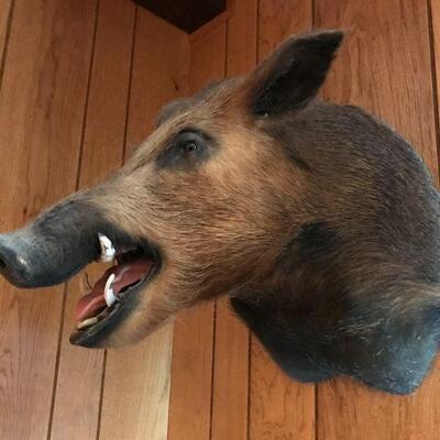Wart Hog
$75
*Shipping Additional*