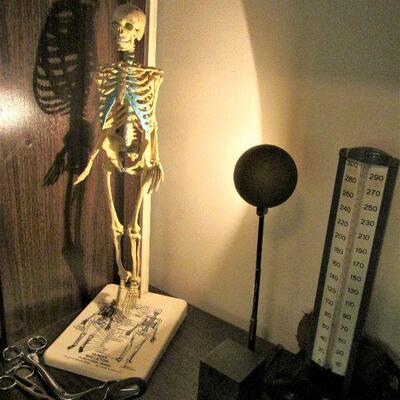 Vintage Johns Hopkins skeleton model