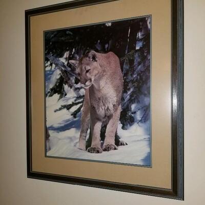 Photo art, Mountain Lion