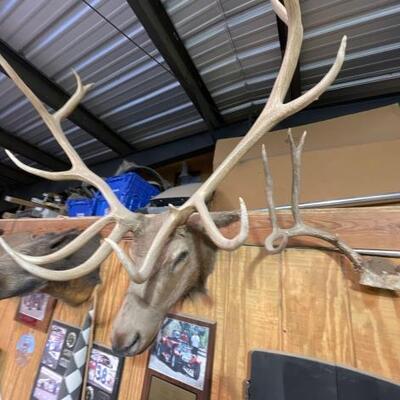 #6500 â€¢ #6502 â€¢ Antler
Elk Head Mount