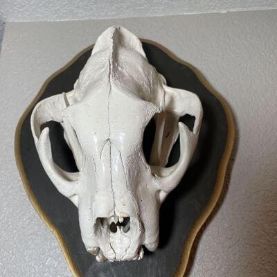 LINK TO ONLINE AUCTION AND TERMS AND CONDITIONS:
https://ctbids.com/locations/112/sales