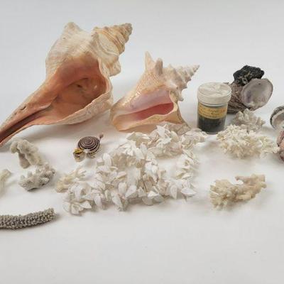 shells