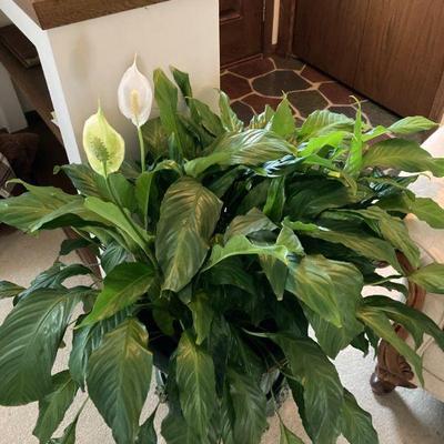 Live peace plant