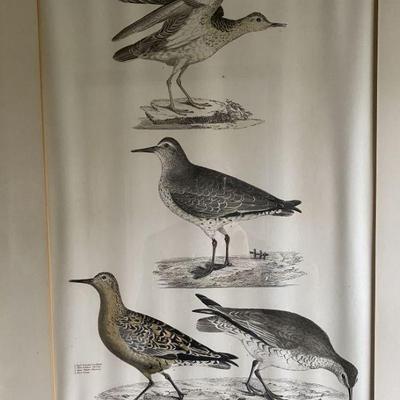 PRINTS