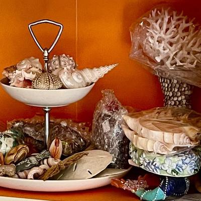 Seashells galore!!!