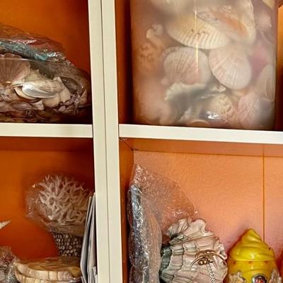 Seashells galore!!!