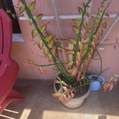 Potted plant