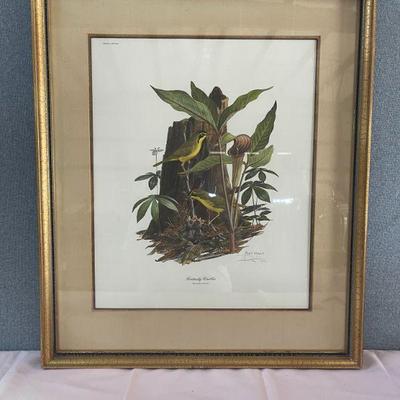 Kentucky Warbler (Signed)