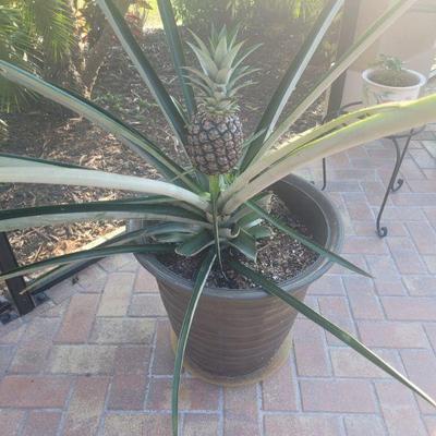 Pineapple plants