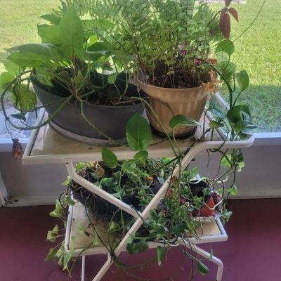 Tea cart and plants